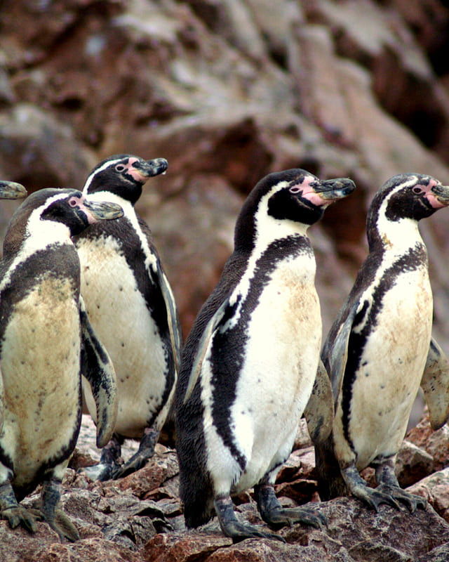 Ballestas Islands & Paracas Reserve