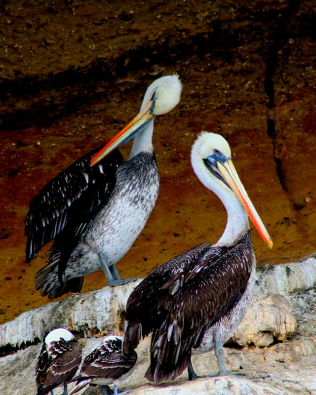 Ballestas from San Martin Port.